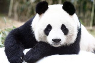 google panda algorithm update