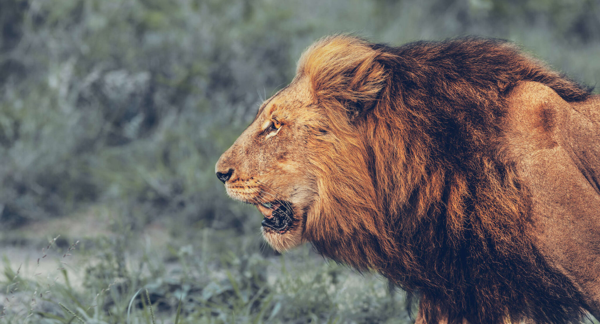 Mighty Beasts: Top 13 Most Powerful Animals In The World - FlashLearners