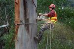 ARBORICULTURE