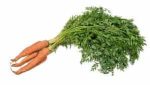 carrot